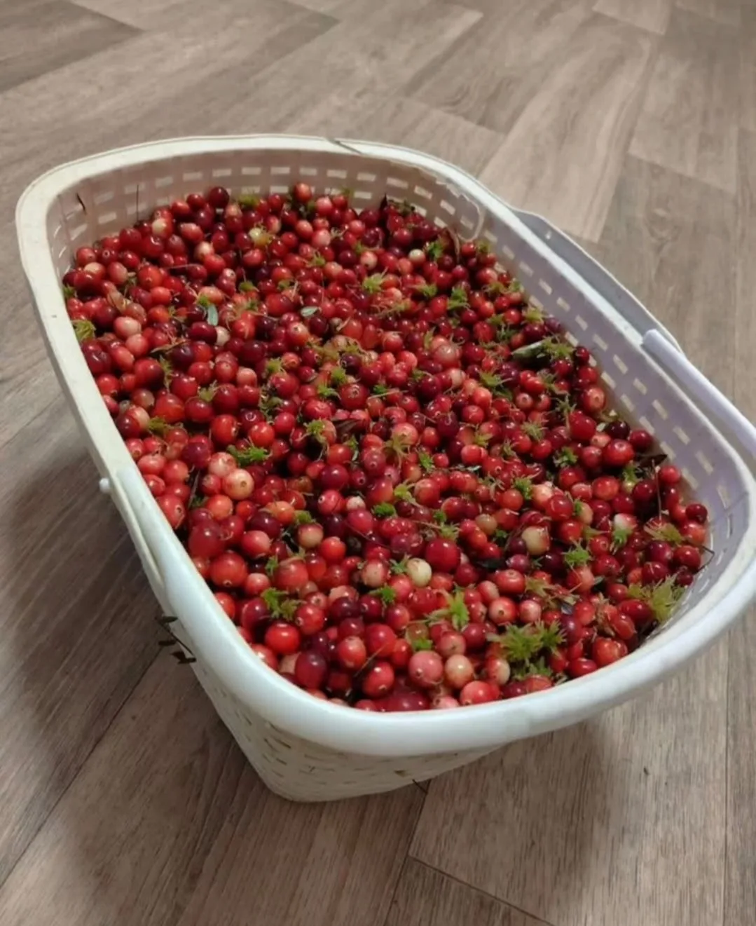 Продам клюкву по 230 р за кг Неперебранная.