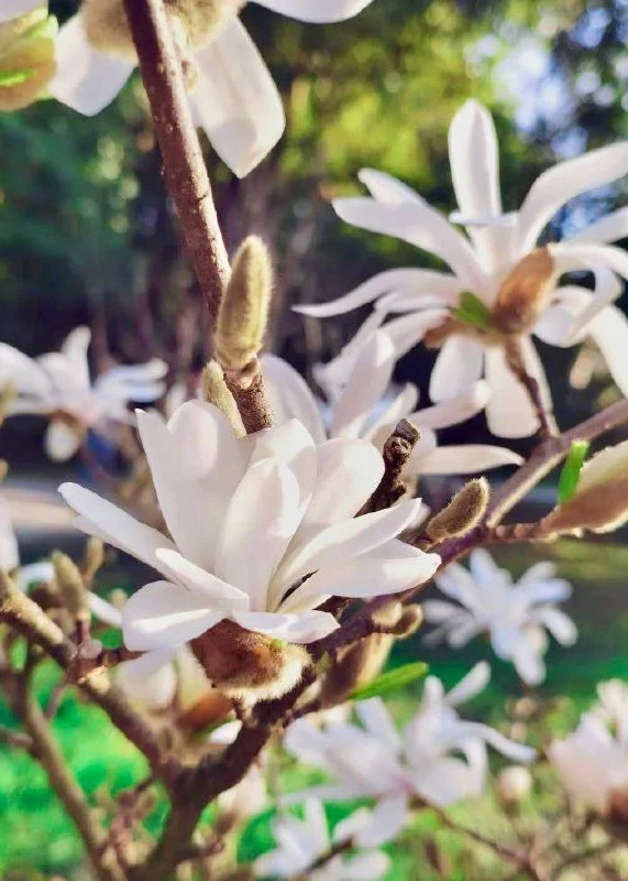 🌸 Срочные цветочные новости  В Сириусе зацвели все виды магнолий, передай друзьям.  📲 Сириус в МАХ