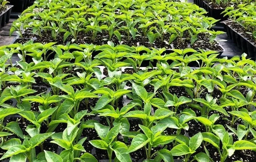 🌱 Когда сеять перец на рассаду в 2026? Перец созревает долго (55–75 дней до высадки), поэтому тянуть