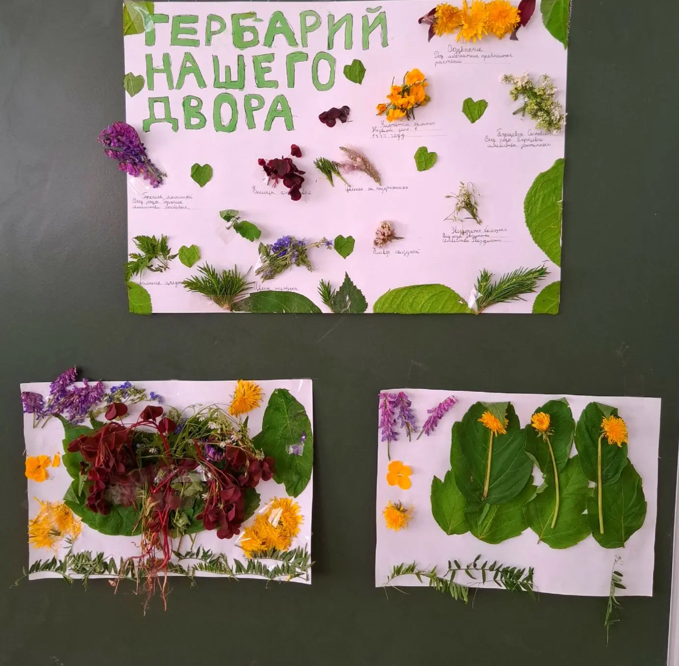 🌸День юных натуралистов: гербарий нашего двора!🌿

Сегодня на школьном участке царила особая атмосф