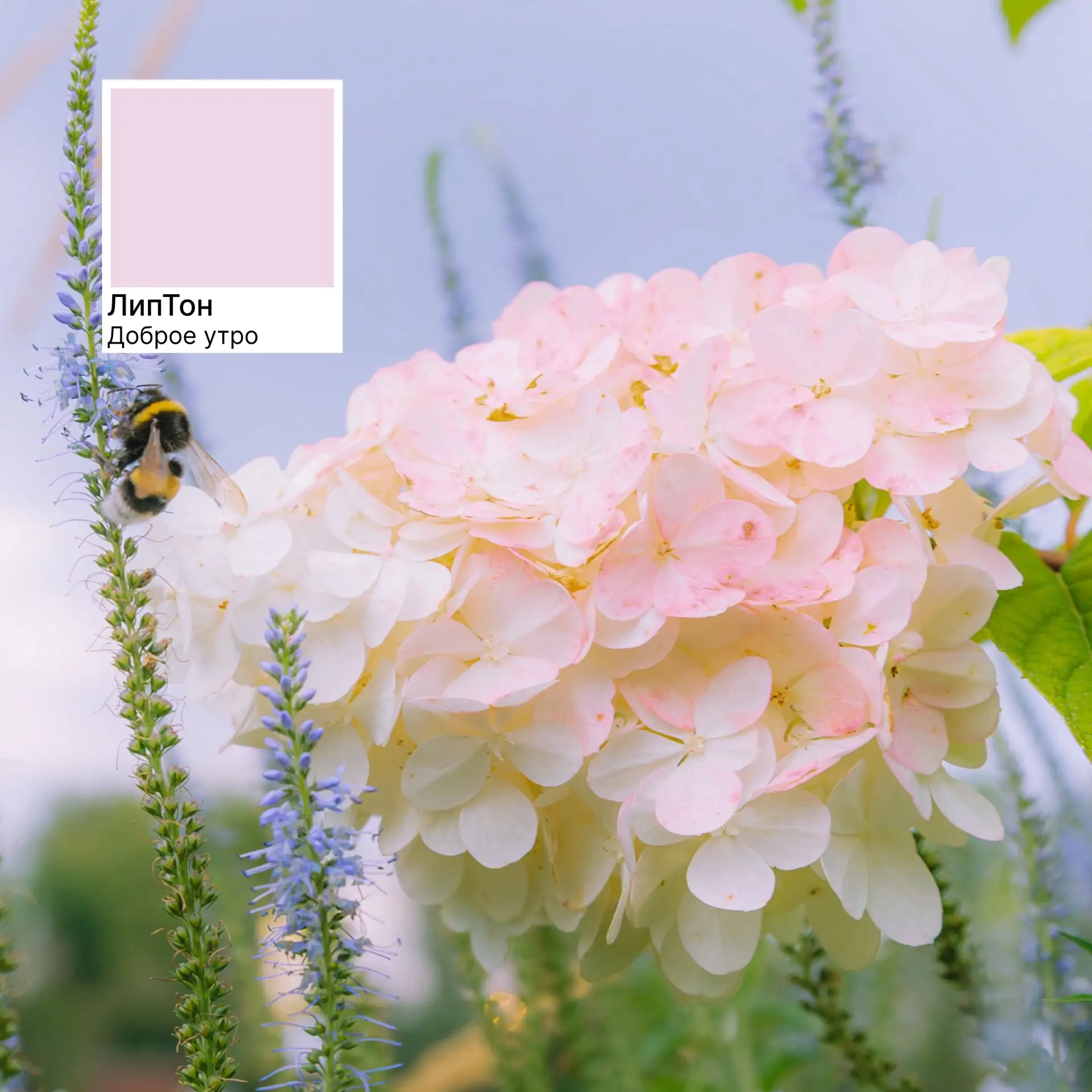 🌸☀️11 июня в Липецкой области до +30°C.

#ЛипТон дня — «Доброе утро».

Цвет лёгкости, цветущих горт
