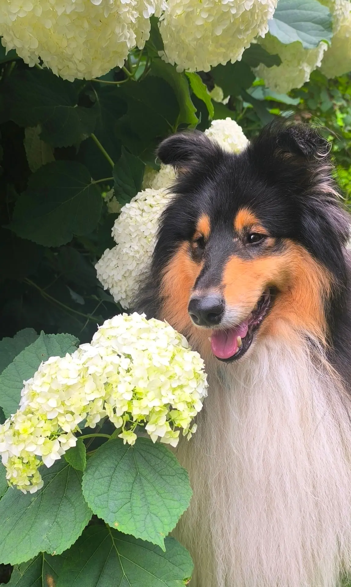 Сегодня для вас Гортензии 🌸🫶