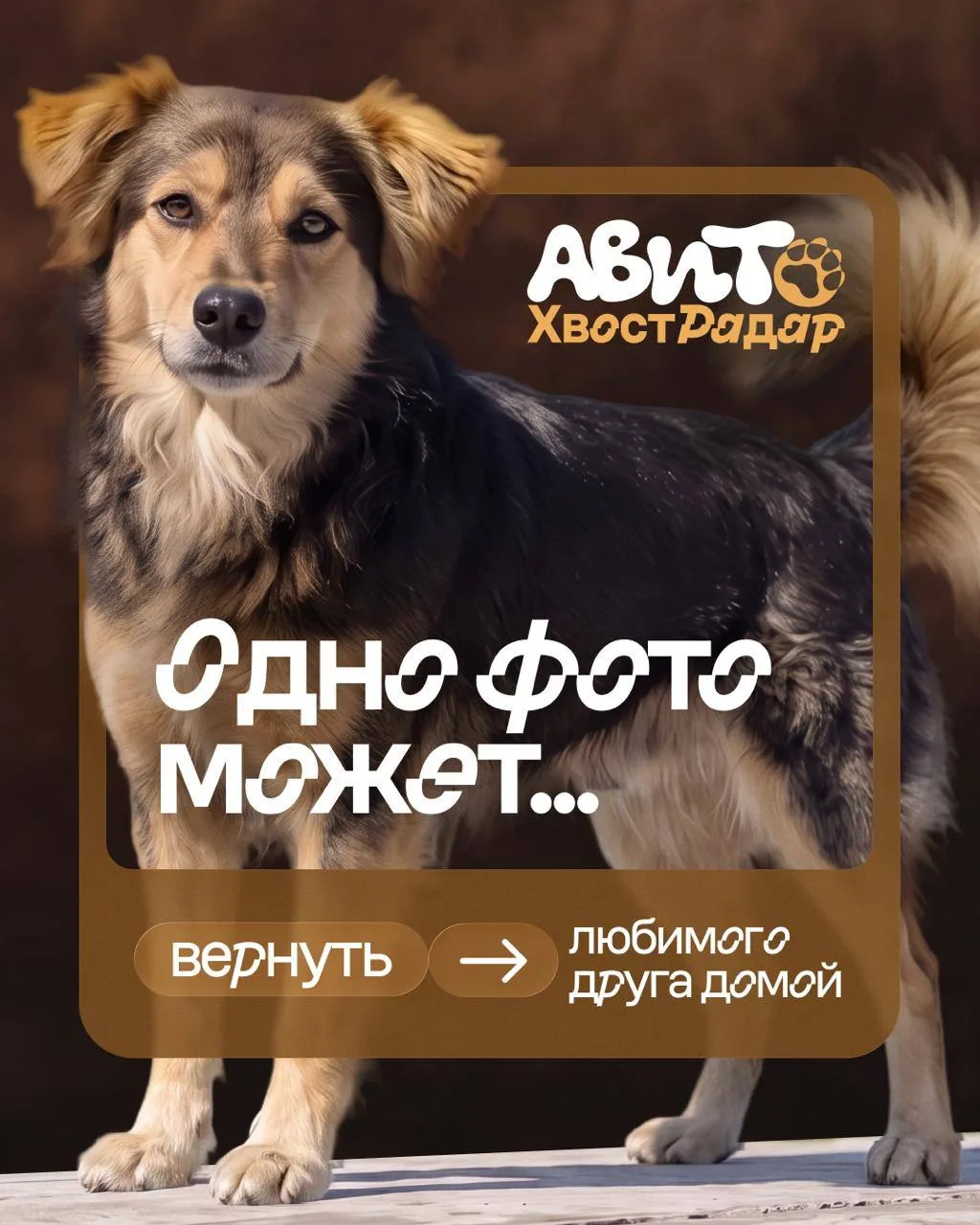 Авито выводит на нужный след 🐾

У Анны пропала собака Боня — любимый питомец всей семьи. Её искали 