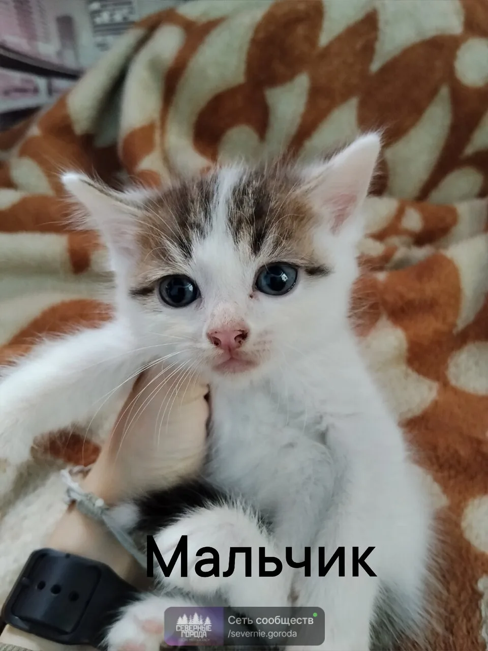 Срочно отдадим котят (котятам 1,5 месяца)