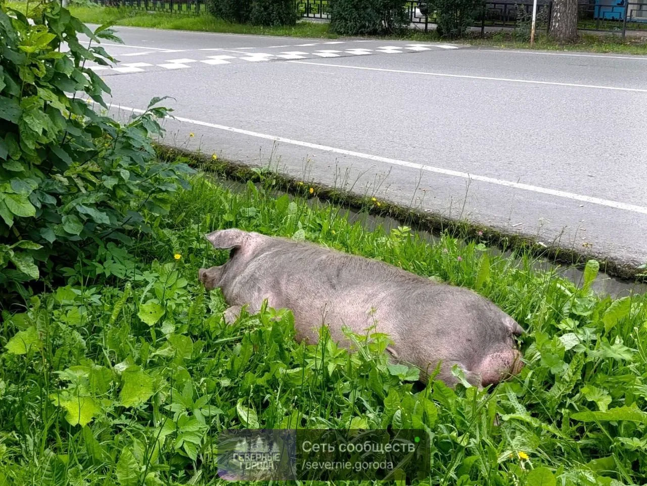 🐷 Большая свинка кайфует в травке недалеко от мэрии