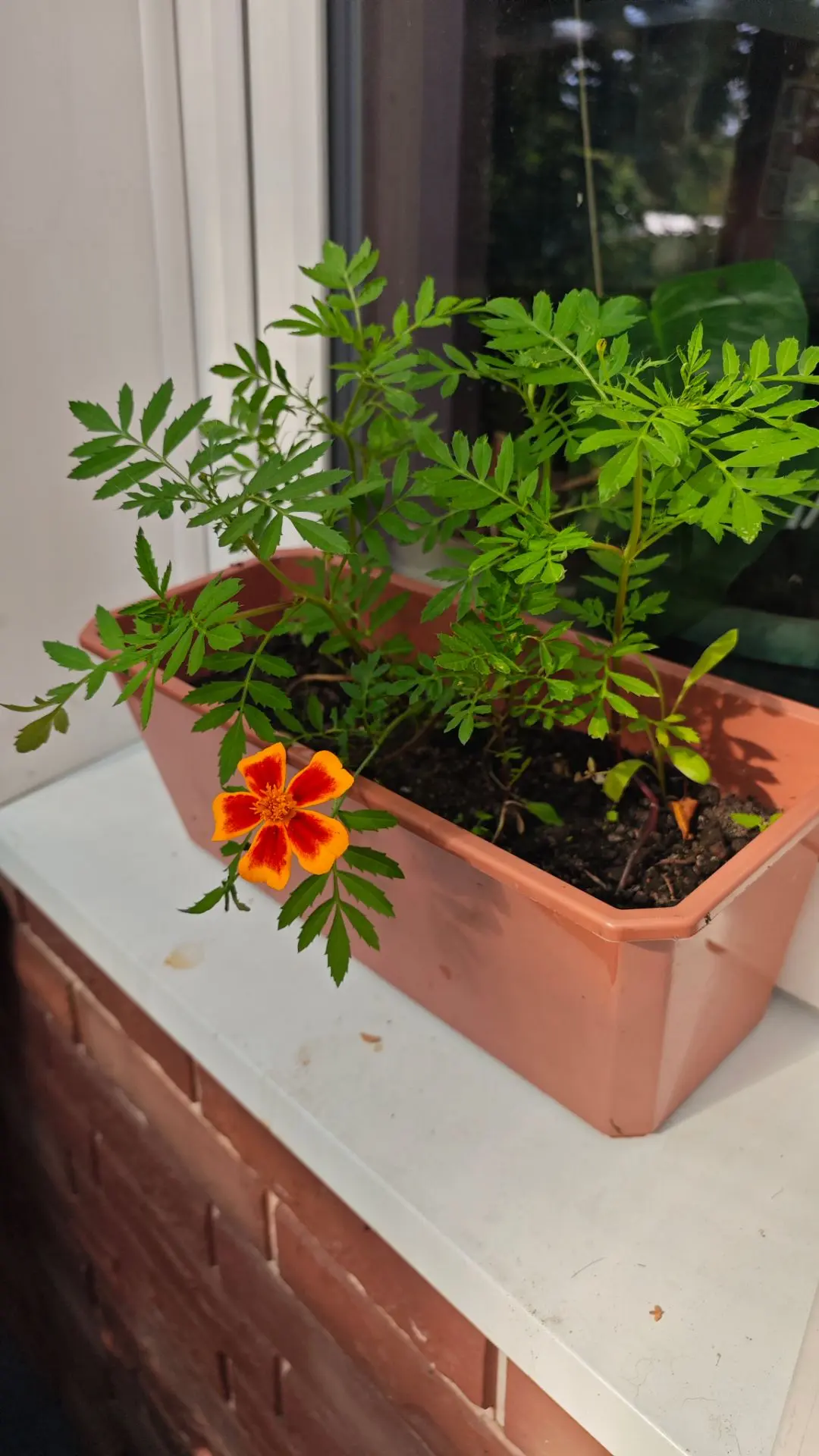 🌸🌱🏵️