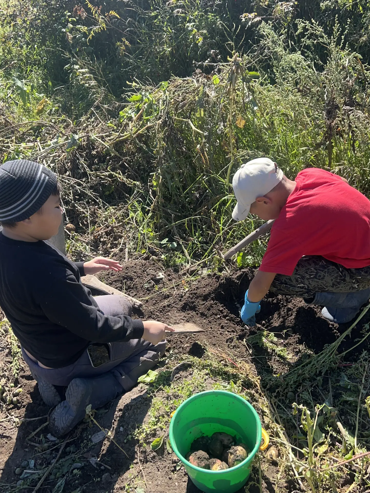 🌾 Вчера в нашей школе прошла замечательная уборка урожая! 🌽