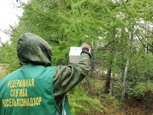 Управлением Россельхознадзора проведен мониторинг карантинного фитосанитарного состояни...