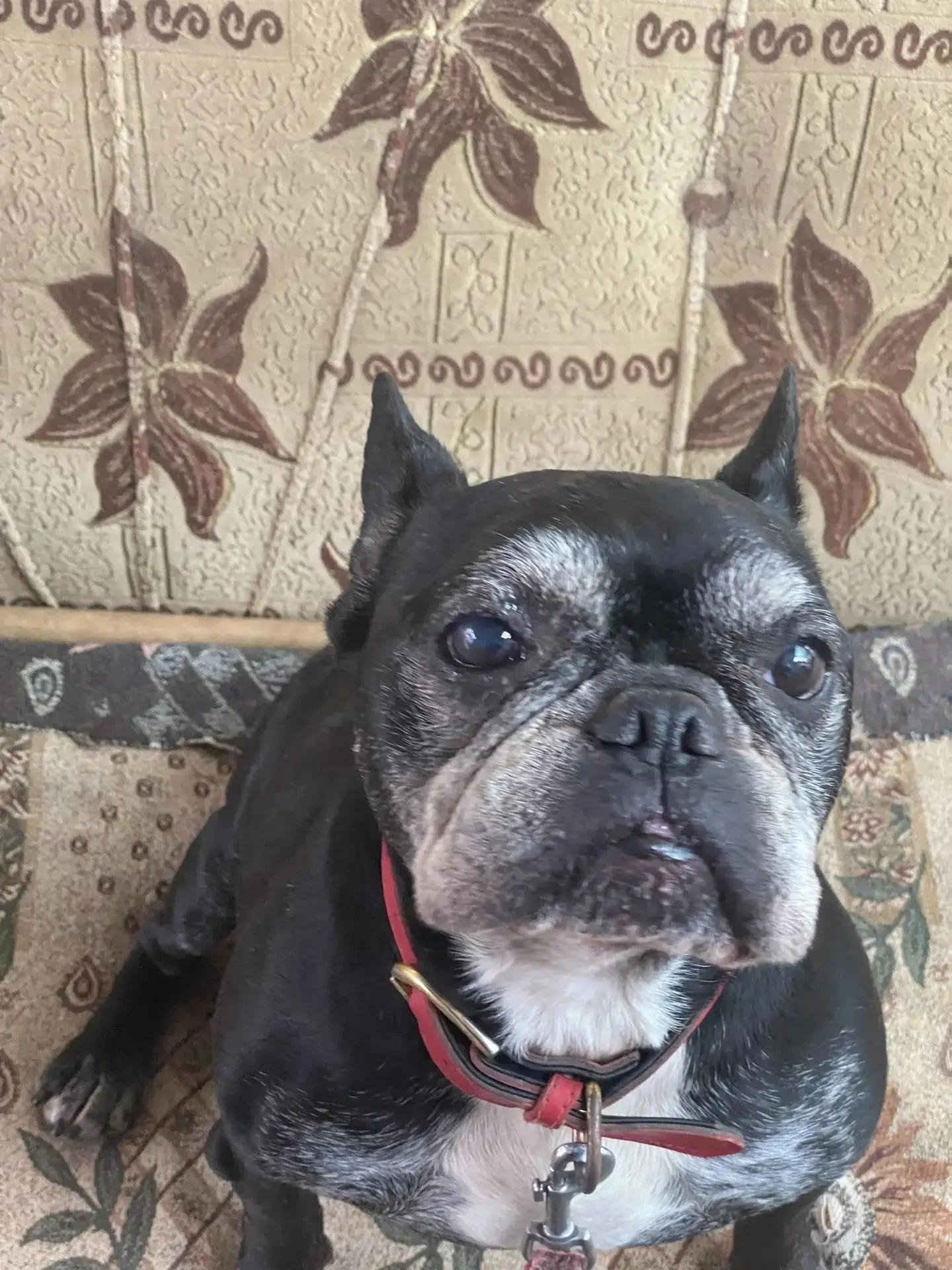#Тимоша@sosbulldog