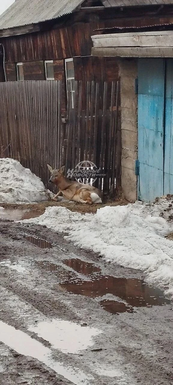 Добрый день. Вот такое чудо сегодня вышло к нам из леса. Осиновка.Благополучно передали...