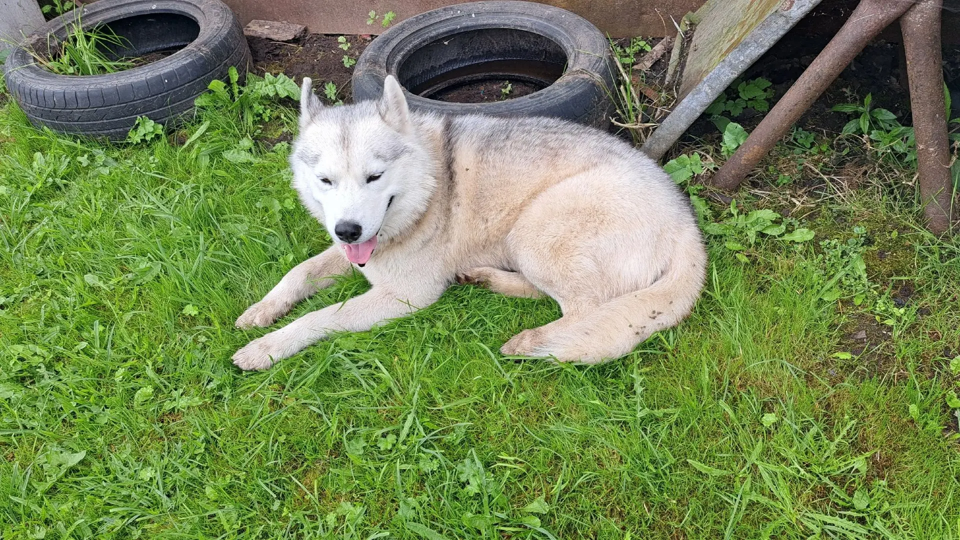 🐕Здравствуйте, прибился пёсик к дому Ясногорский р-н, д.Федяшево. Не агрессивный, но г...