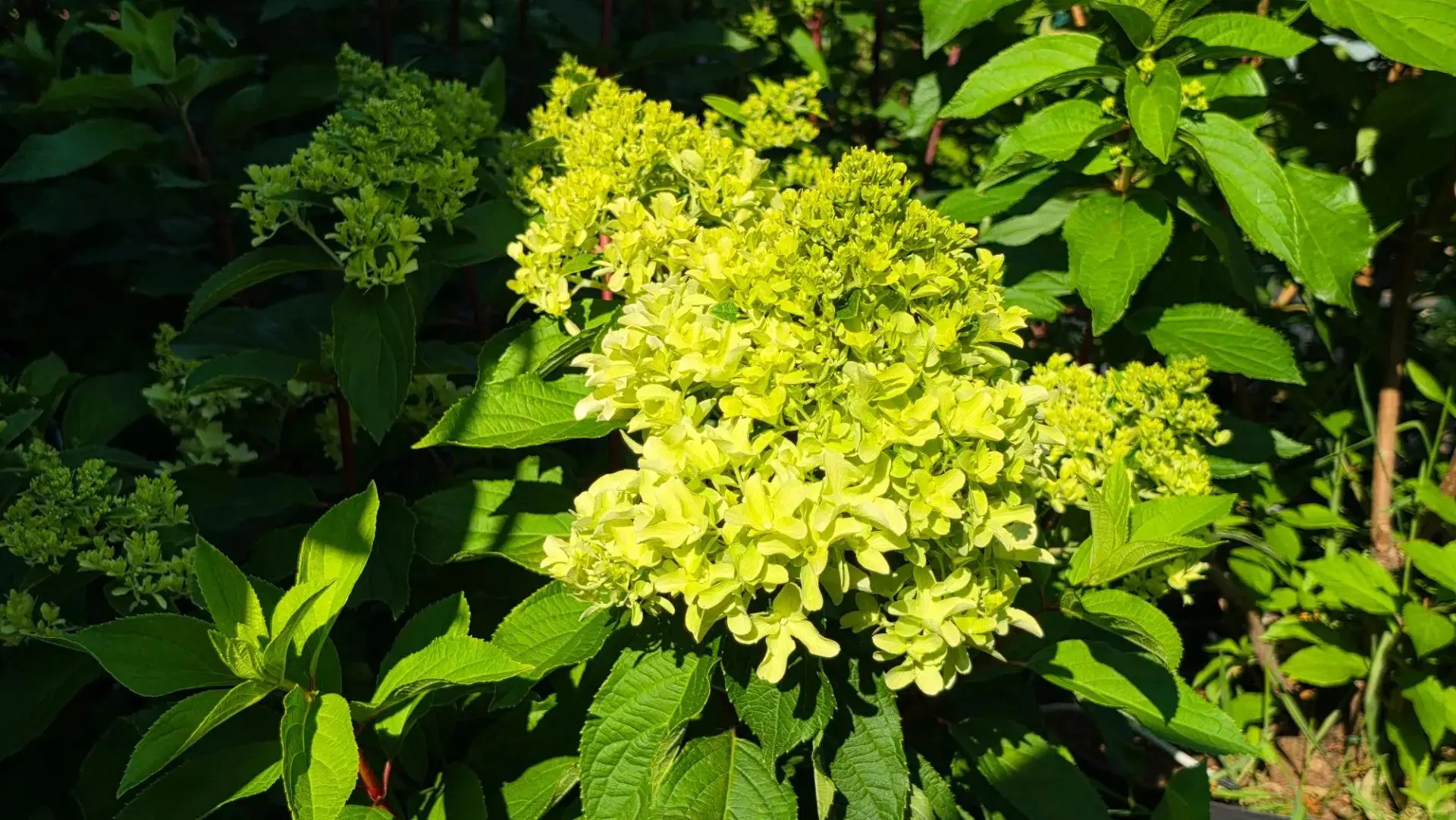 🌸 Скайфолл — пока все замерли, он цветёт

Пока остальные гортензии набрали бутоны и притихли в ожид