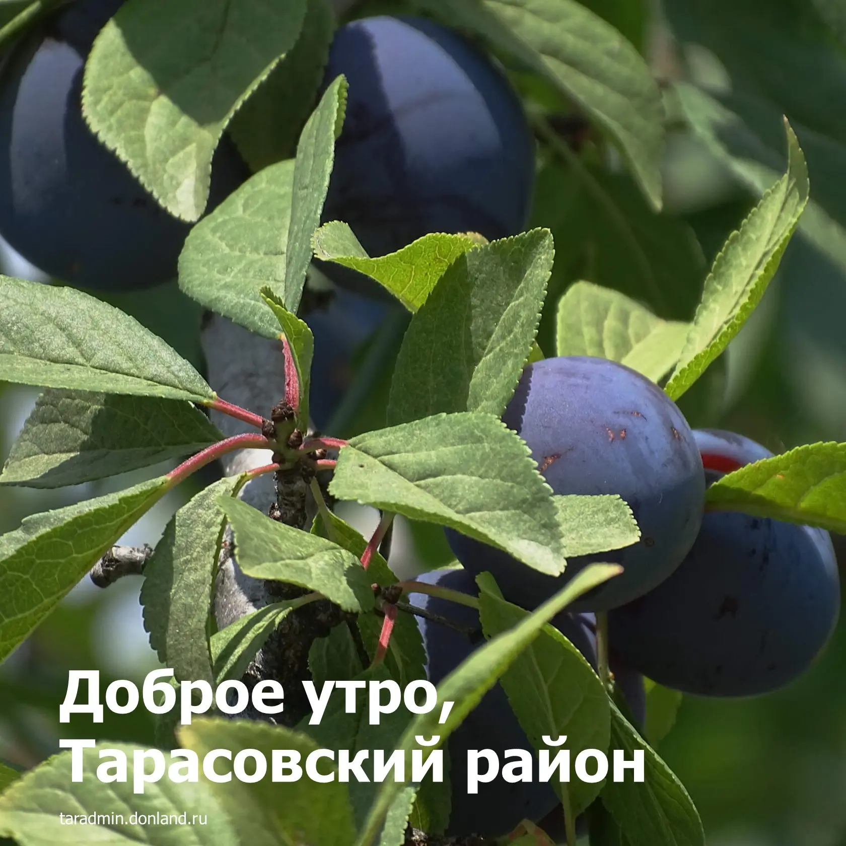 Доброе утро, уважаемые жители Тарасовского района!