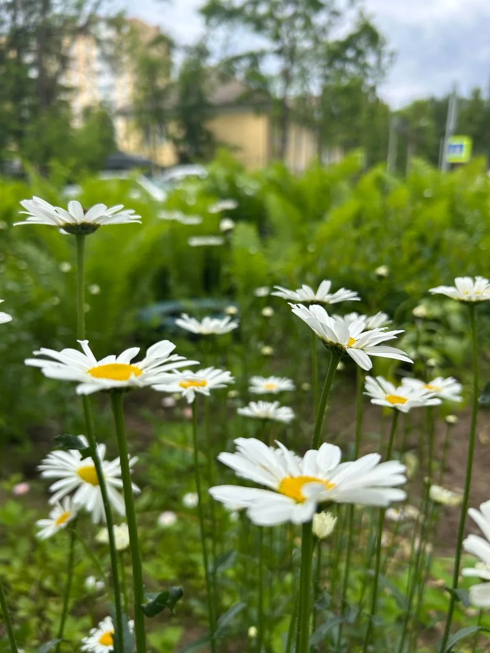 🌧 Синоптики советуют жителям Ленобласти  не прятать зонтики

По прогнозу ФГБУ «Северо-Западное УГМС