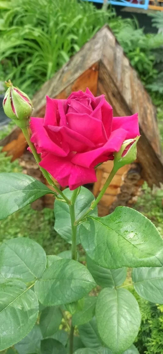 🌺Наблюдение за цветами на прогулке