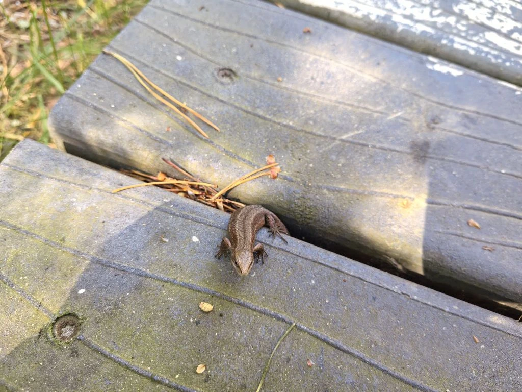 Красоты Куршской косы 🦎🦢🌲🌊