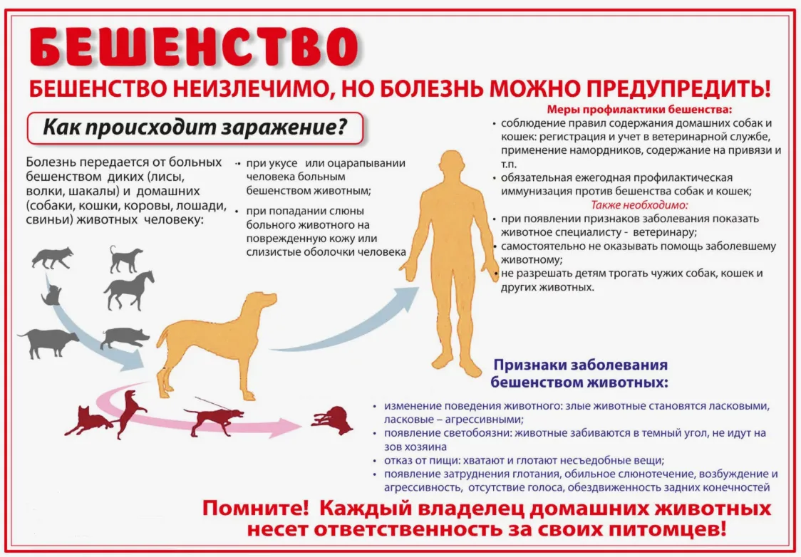 ❗️Профилактика бешенства — это комплекс мер, который включает как защиту людей от конта...