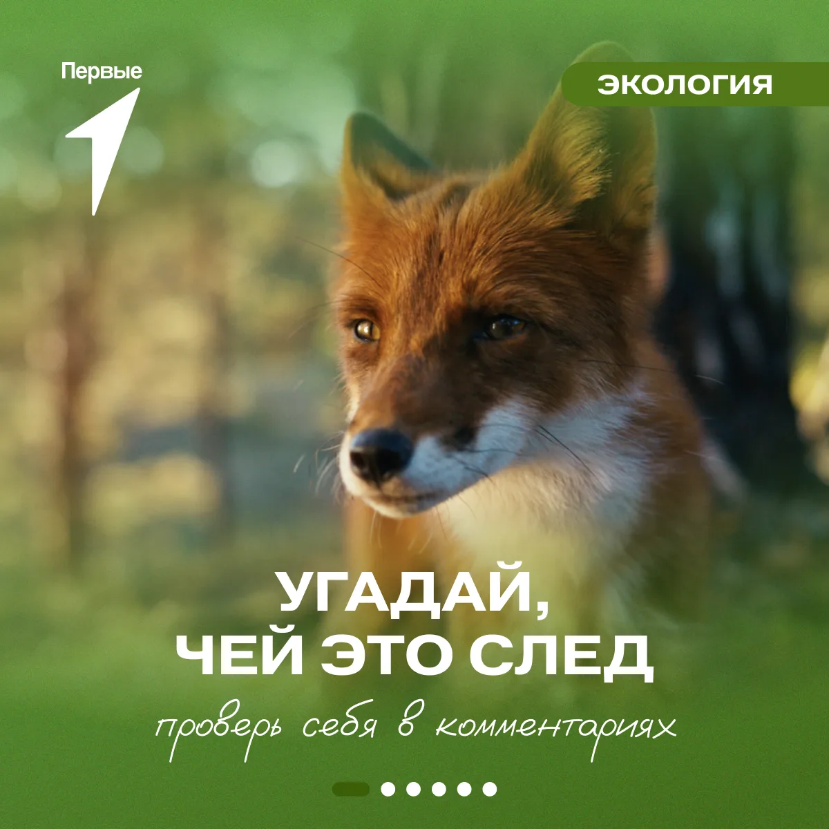 🐾 Следы ведут в кино!

На карточках Движения Первых — отпечатки разных животных. Сможешь угадать, к