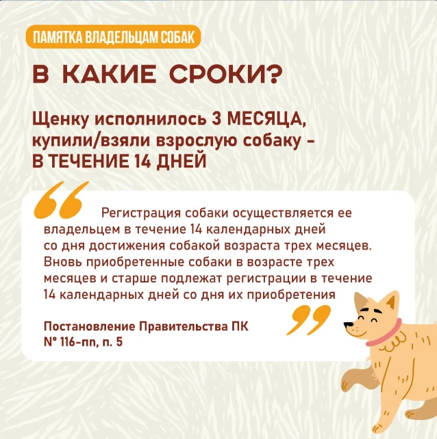 📣 А у вас дома живет собака? Тогда вам нужно ее зарегистрировать! ⁣ Процедура обязательна вне зависи