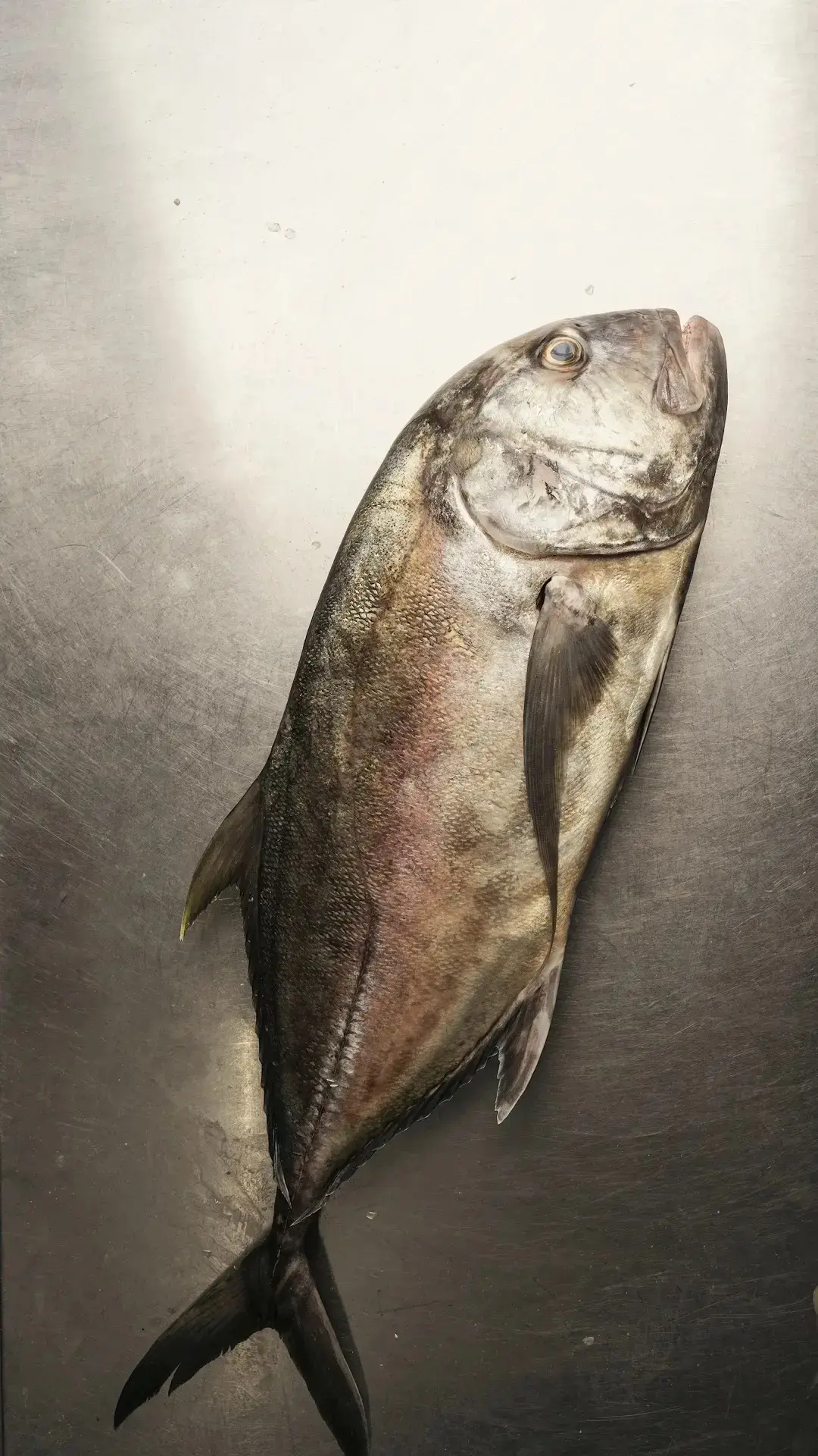 🐟 Дикий трофей из сердца Тихого океана, доступный лишь избранным!