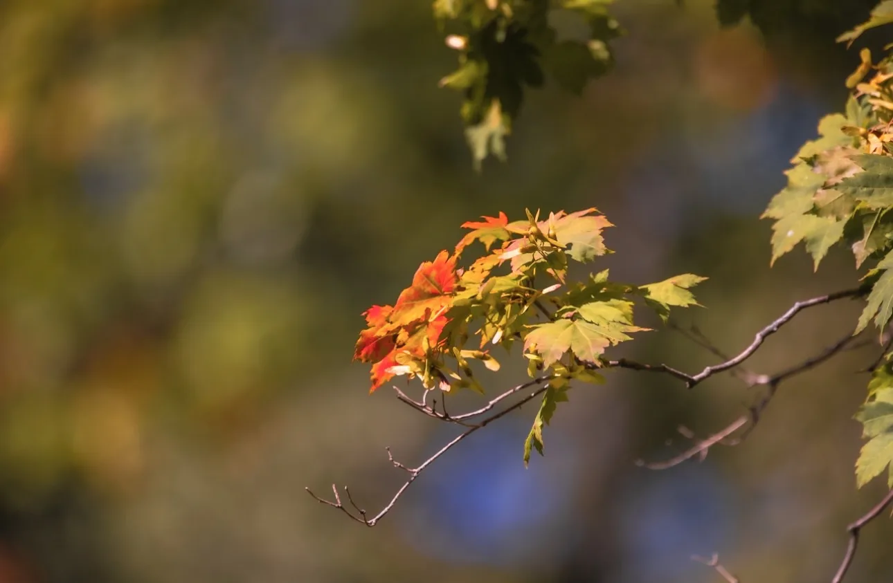 Золотой Садгород 🍂🍁🍁