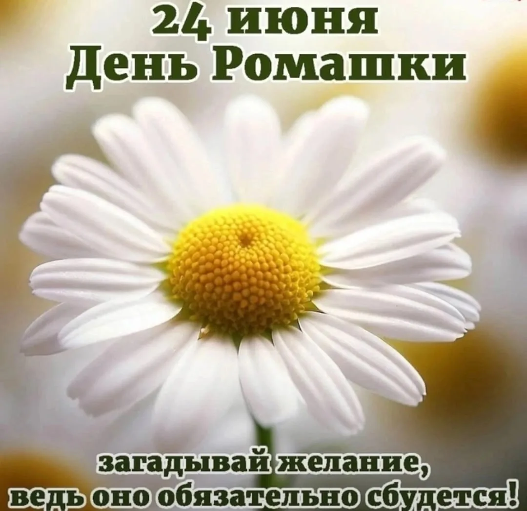 24 июня – День Ромашки в России.

Этот светлый, трогательный праздник, посвященный символу русской п