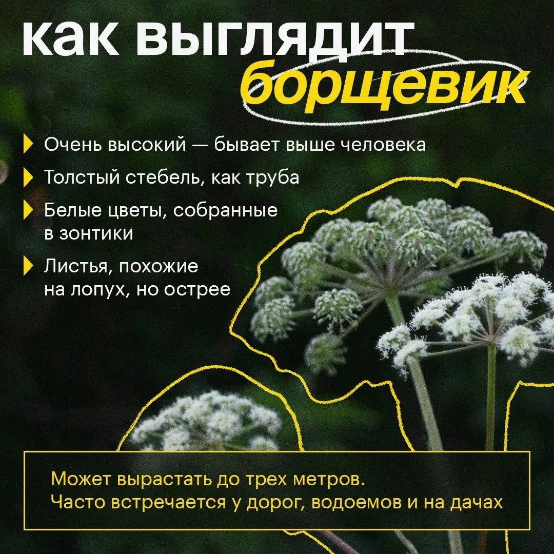 🌿 Борщевик: растение, которое может быть опасным

На первый взгляд он похож на обычный цветок, но к