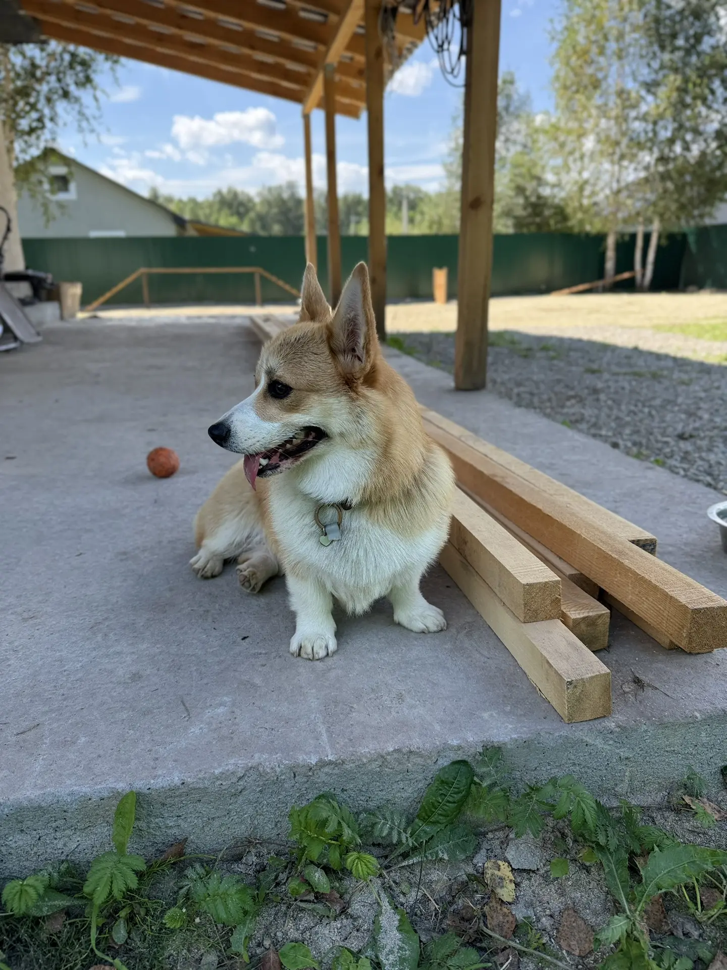 Добро пожаловать в зоогостиницу Snick Dog, малышка #корги Шеля! 🐶