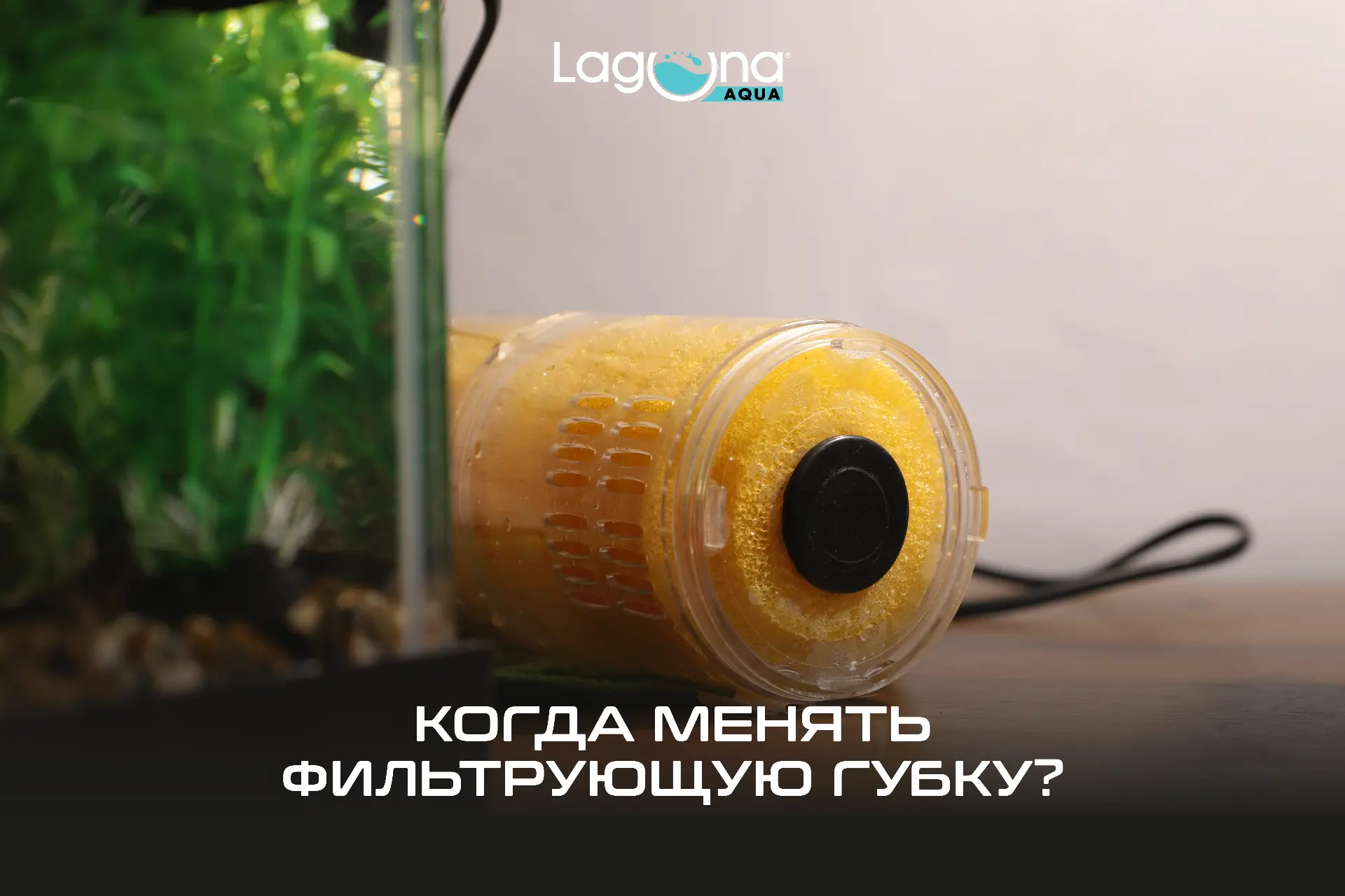 ⌛️Почему пора заменить губку в фильтре?