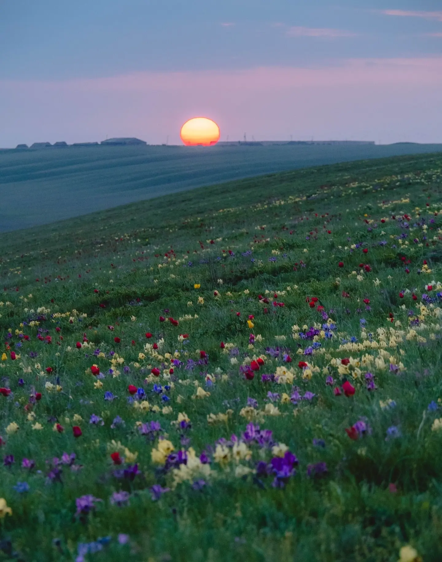 🌷Настало то мимолётное мгновение, когда в довольно суровой для всего живого Донской степи начинается