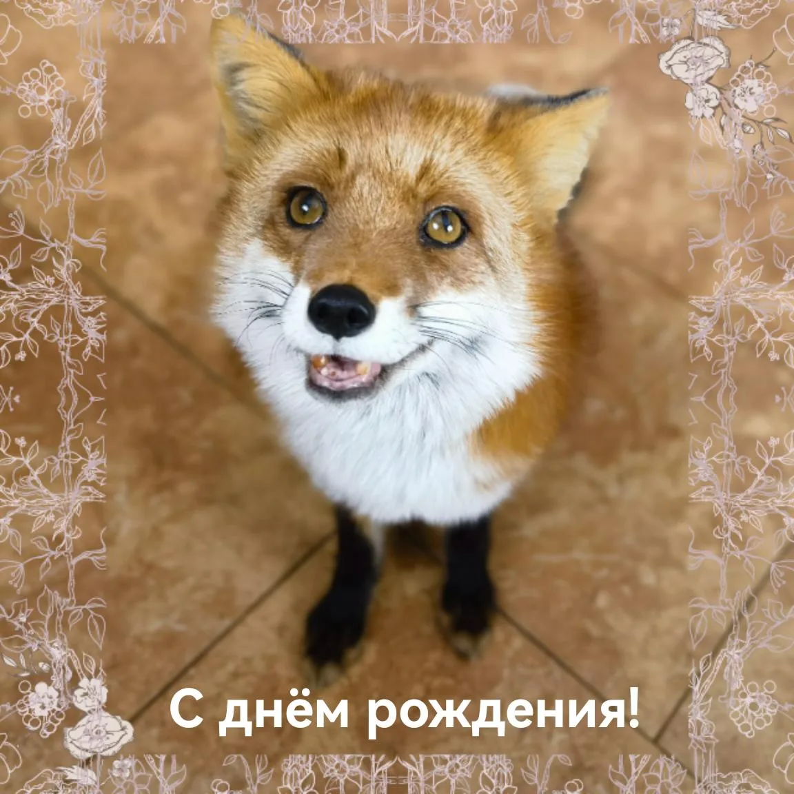 12 лет назад родилась замечательная девочка, которую мы спасли с пушной фермы и назвали...