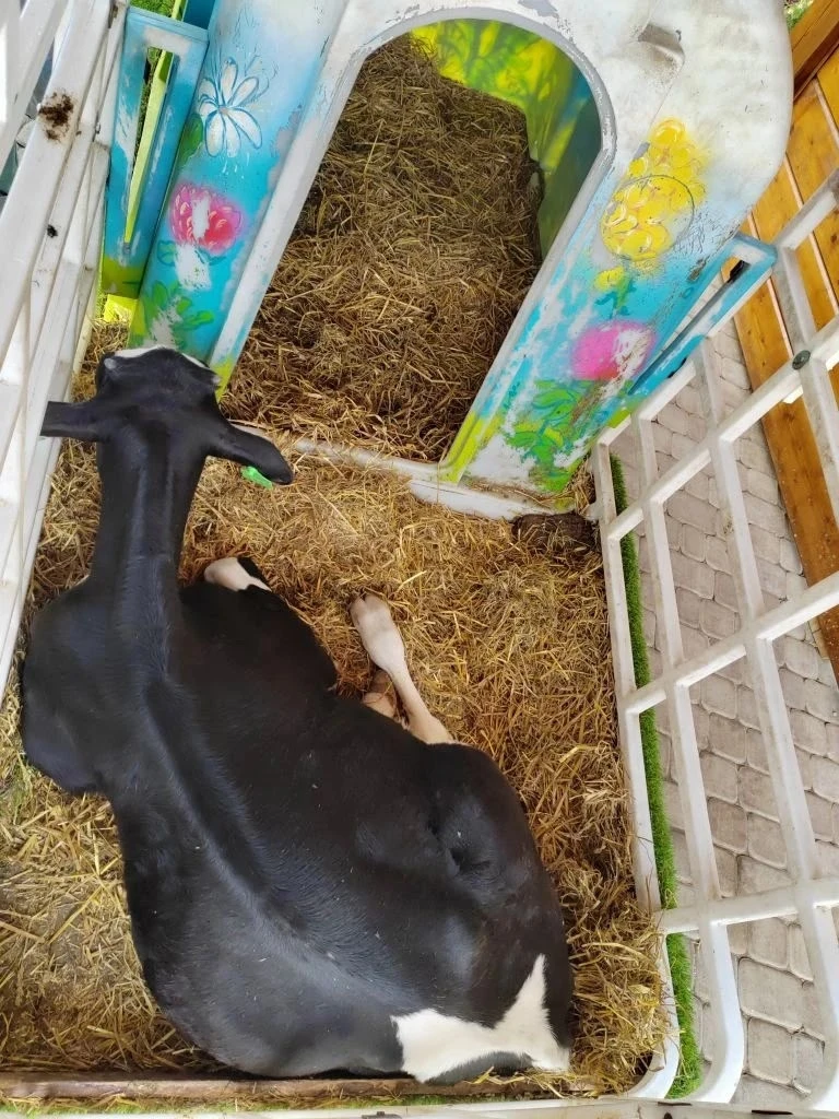 🐄🥛ЭКСКУРСИЯ 🥛🐄  🧀 Экскурсия в Музей сырков: вкус познания! 🥛  25 мая ученики 2 «Б» класса Центра Обр