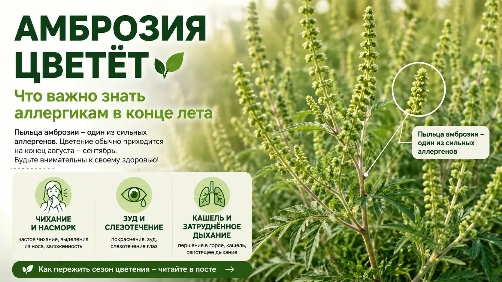 🌿 Амброзия: когда лето превращается в испытание