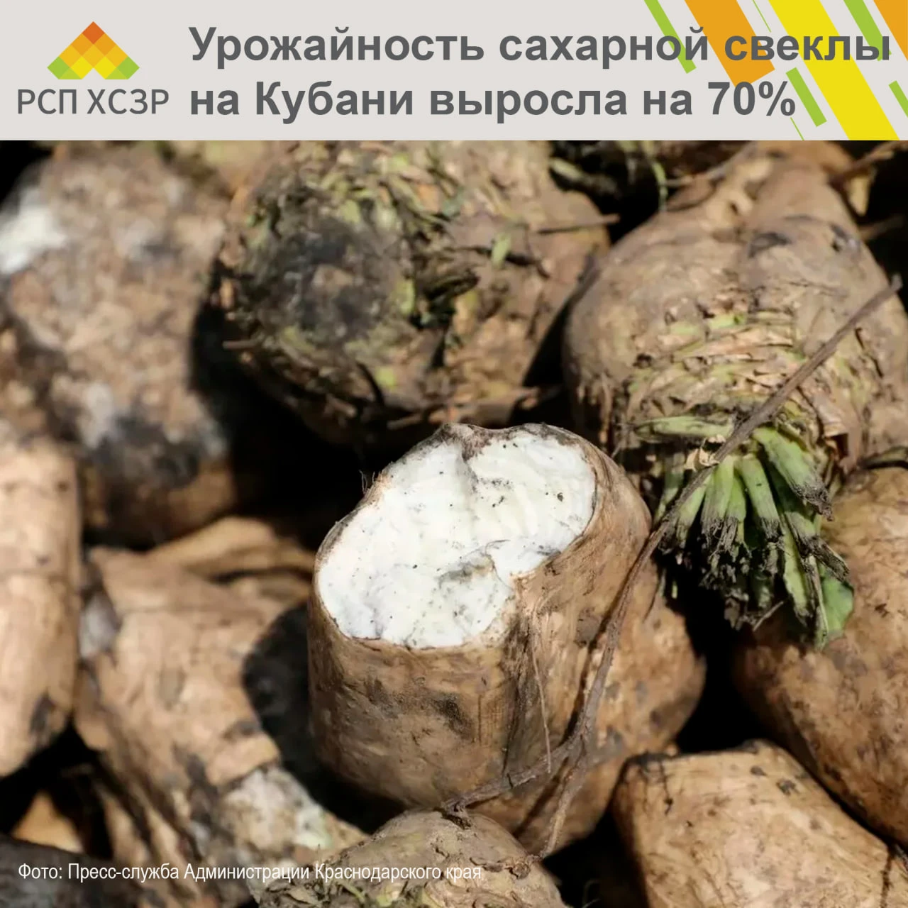 📈 Урожайность сахарной свеклы в Краснодарском крае выросла на 70%