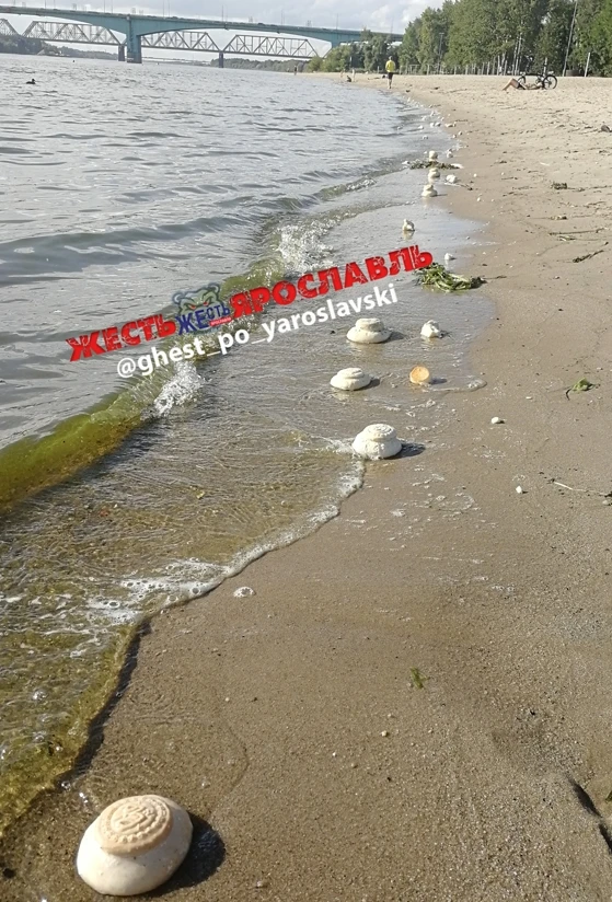 Булочки приплыли...