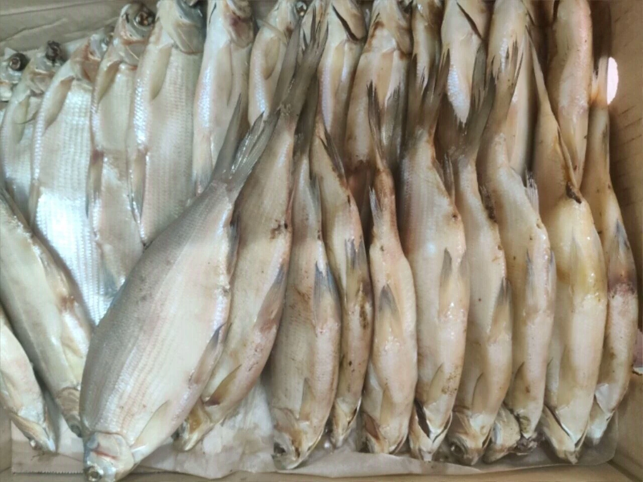 Пелядь холодного копчения и вяленая — когда плотва уже мелковата 🐟🔥
