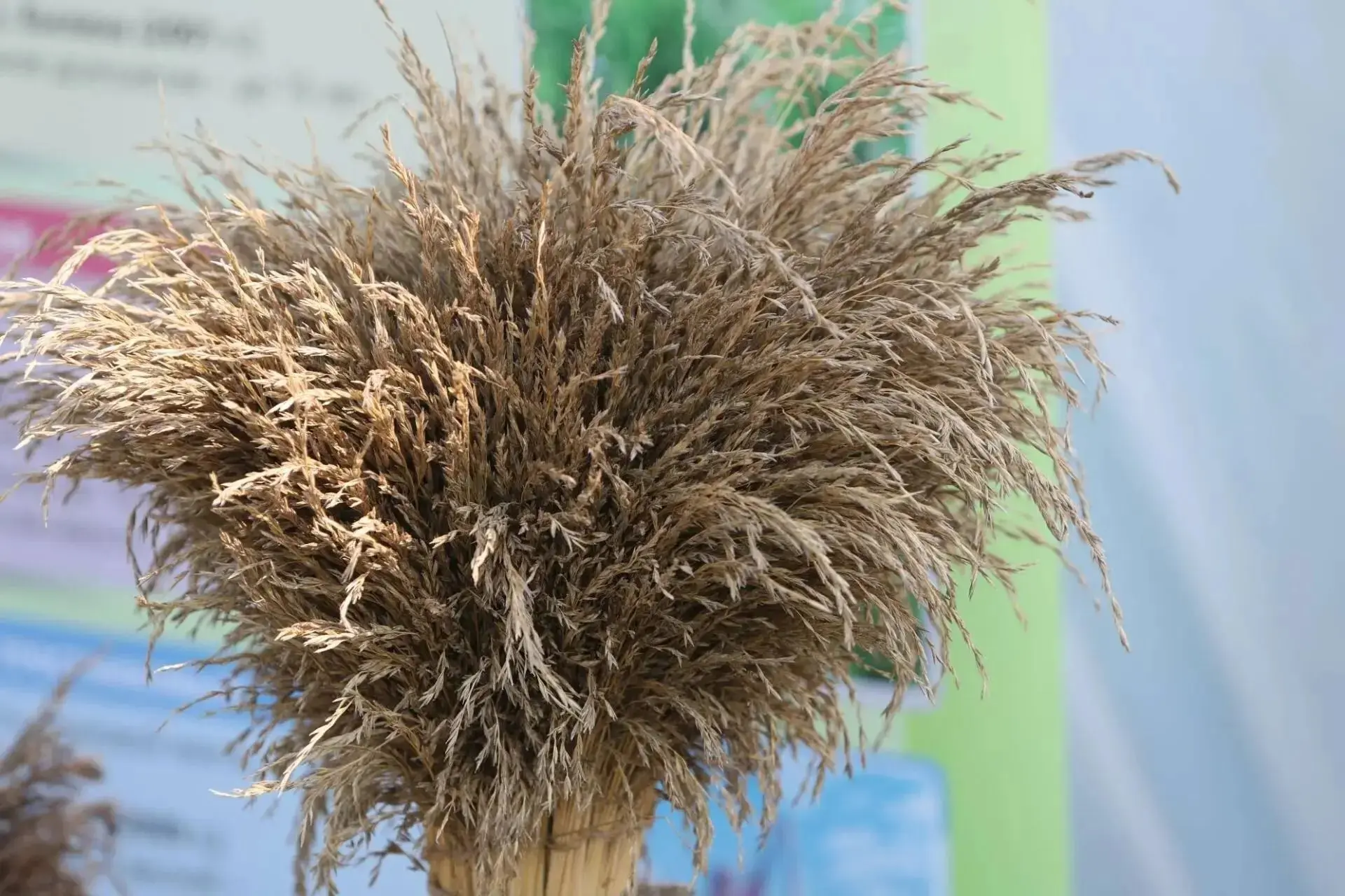 Вести с полей Шегарского района