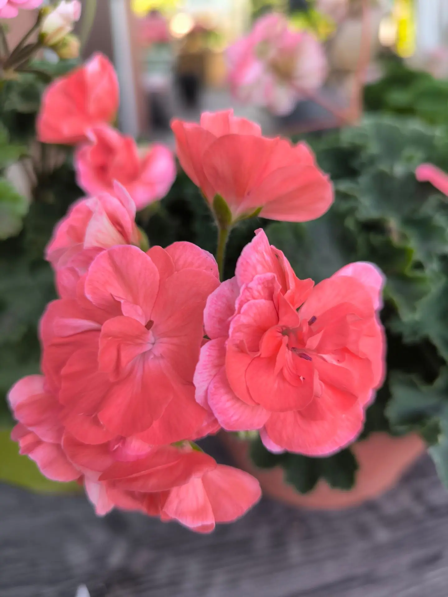 Три пеларгонии, которые запоминаются с первого взгляда🌸