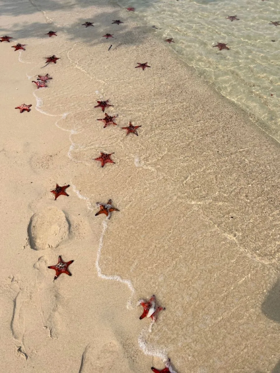 ФУКУОК 🏝️

Друзья, у нас отличная новость! 

✅Открыто раннее бронирование  2026-2027 на остров Фуку