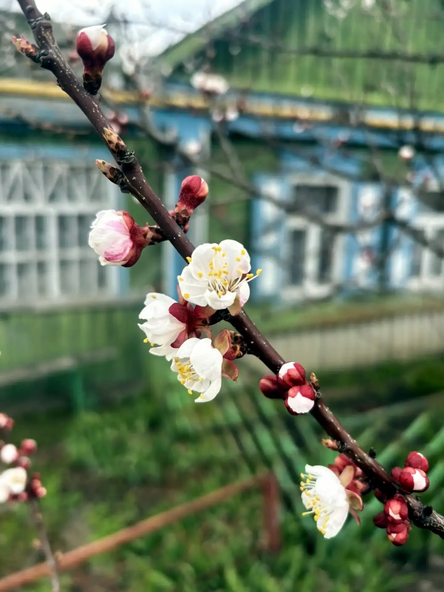 🌱 Весна робко вошла в город, наполнив воздух ароматом пробуждающейся природы  Источник: https://vk.r