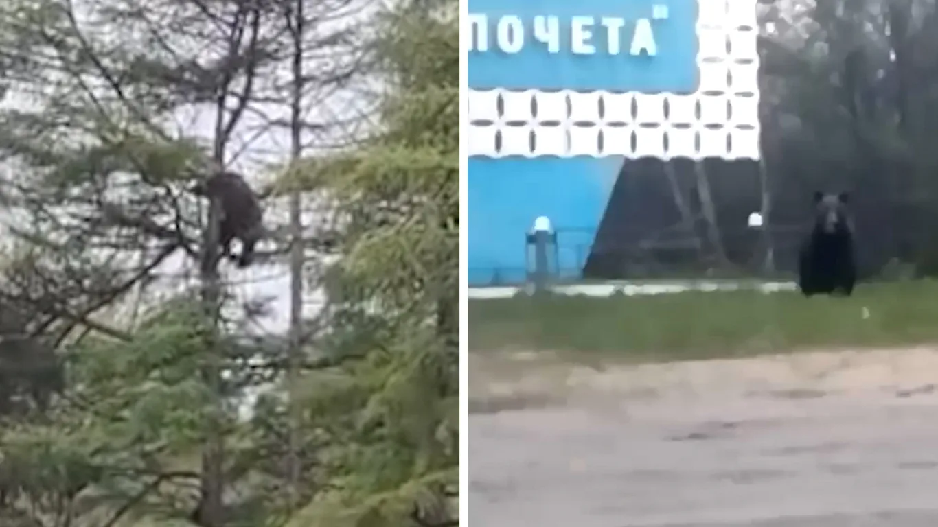 Один залез на дерево, другой пасся у дороги: медведей снова заметили рядом с людьми (ВИДЕО)

Медведе