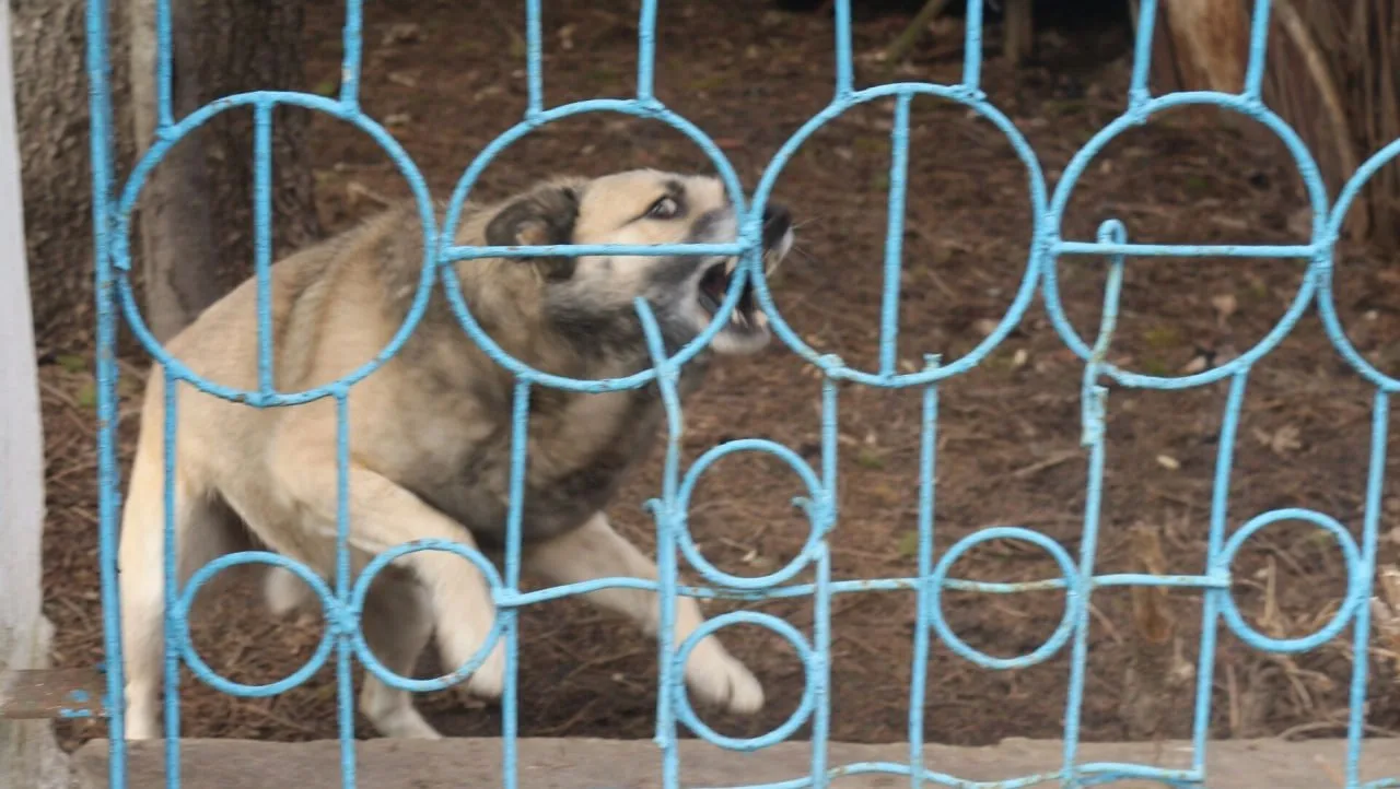 🐾 В Башкирии больше нет карантина по бешенству