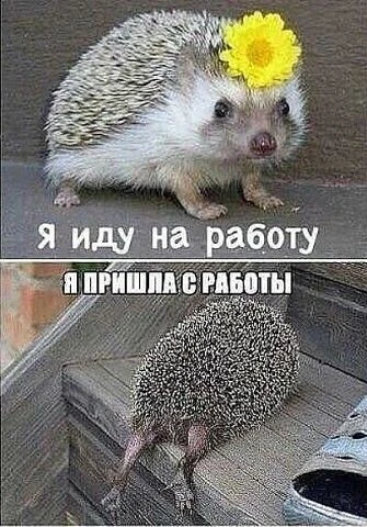 #юмор