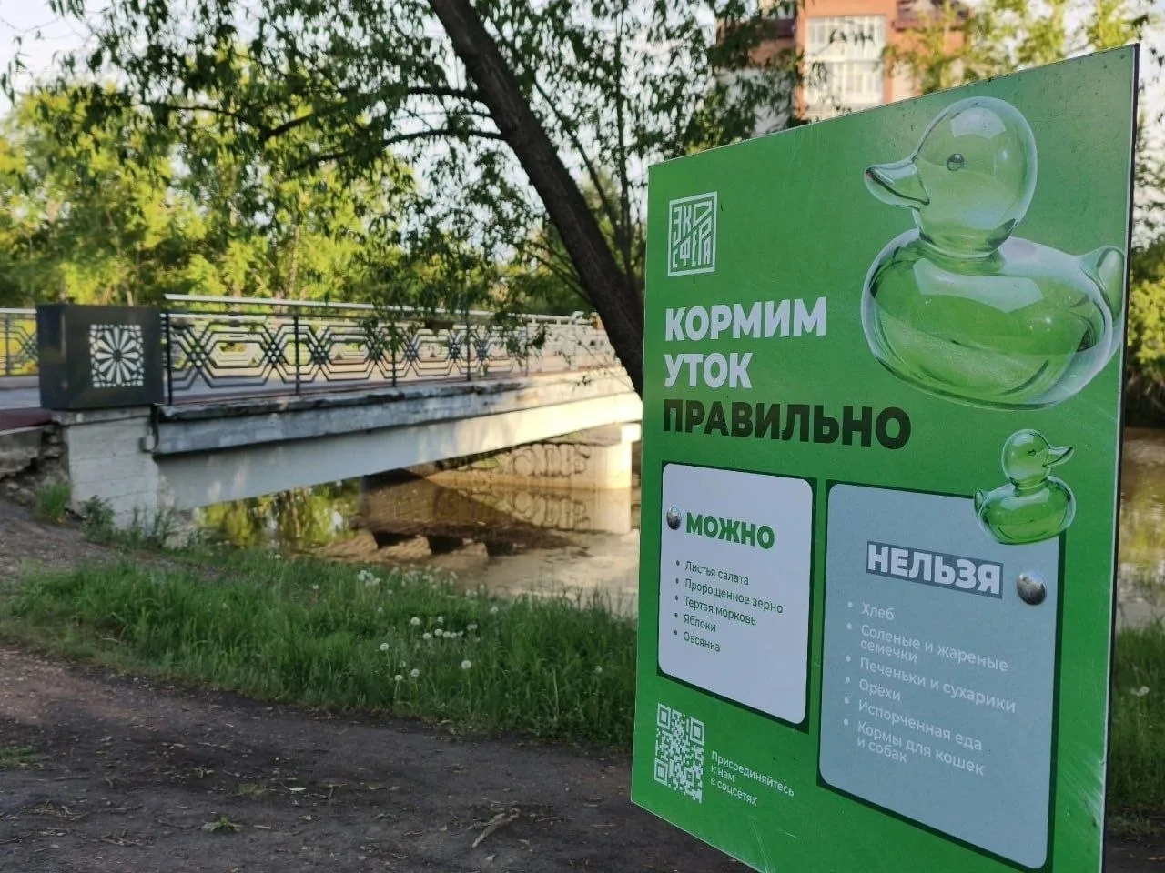 Подкармливать уток запретили в Городском саду и парке Победы  В ЦПКиО места для кормления птиц перен