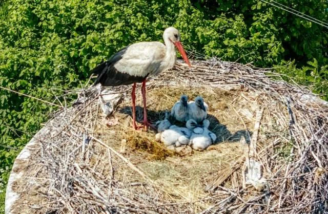 🐣 Рязанские аисты устроили настоящий беби-бум