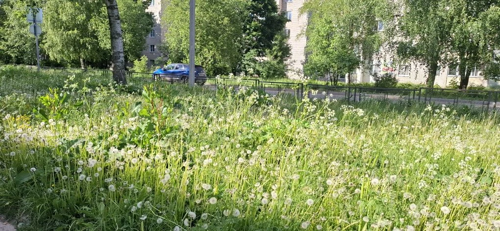 Аллея в гольчихе снова не кошена, трын-трава🌱🌿