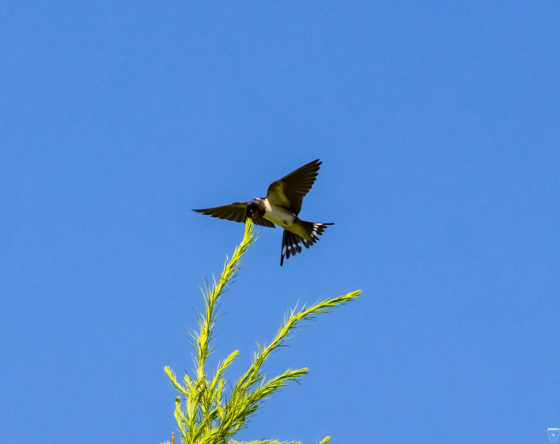 Фотоохота на скоростных пернатых 🐦📸