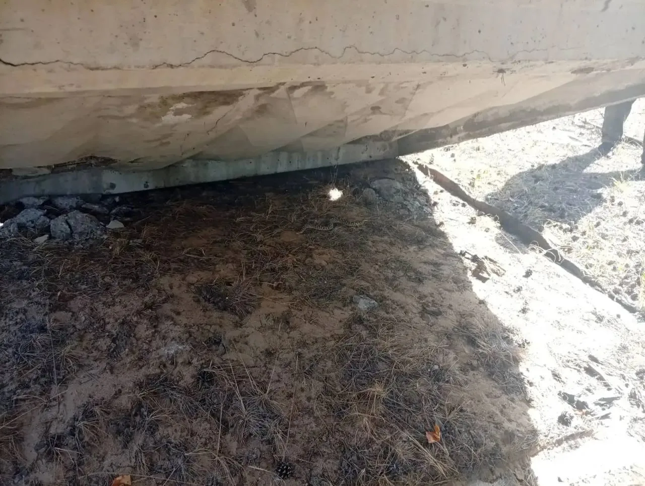 😳 2 змеи были замечены под плитой в Заиграевском районе