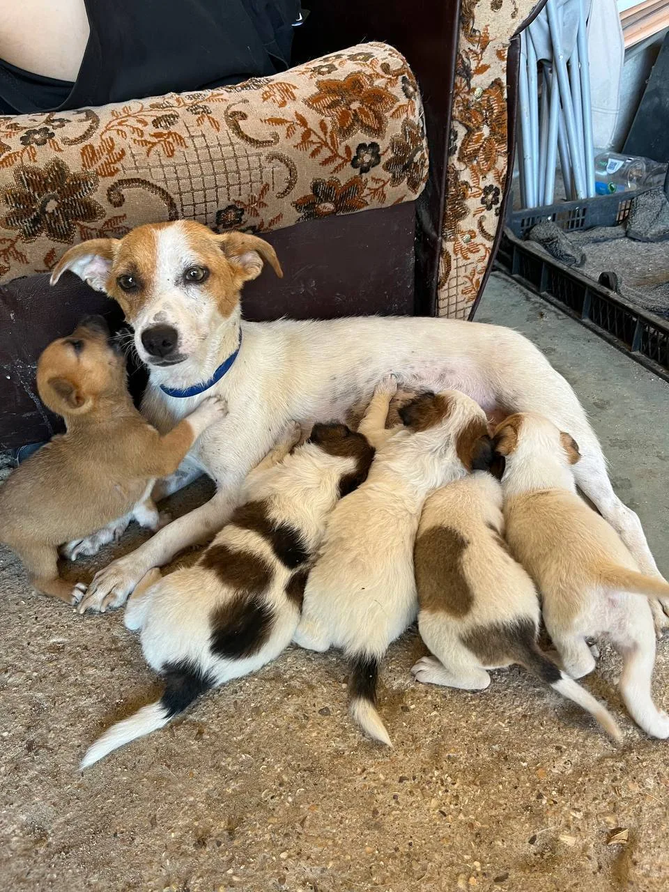 🐶 Отдаём щенят в добрые ручки! 🐶