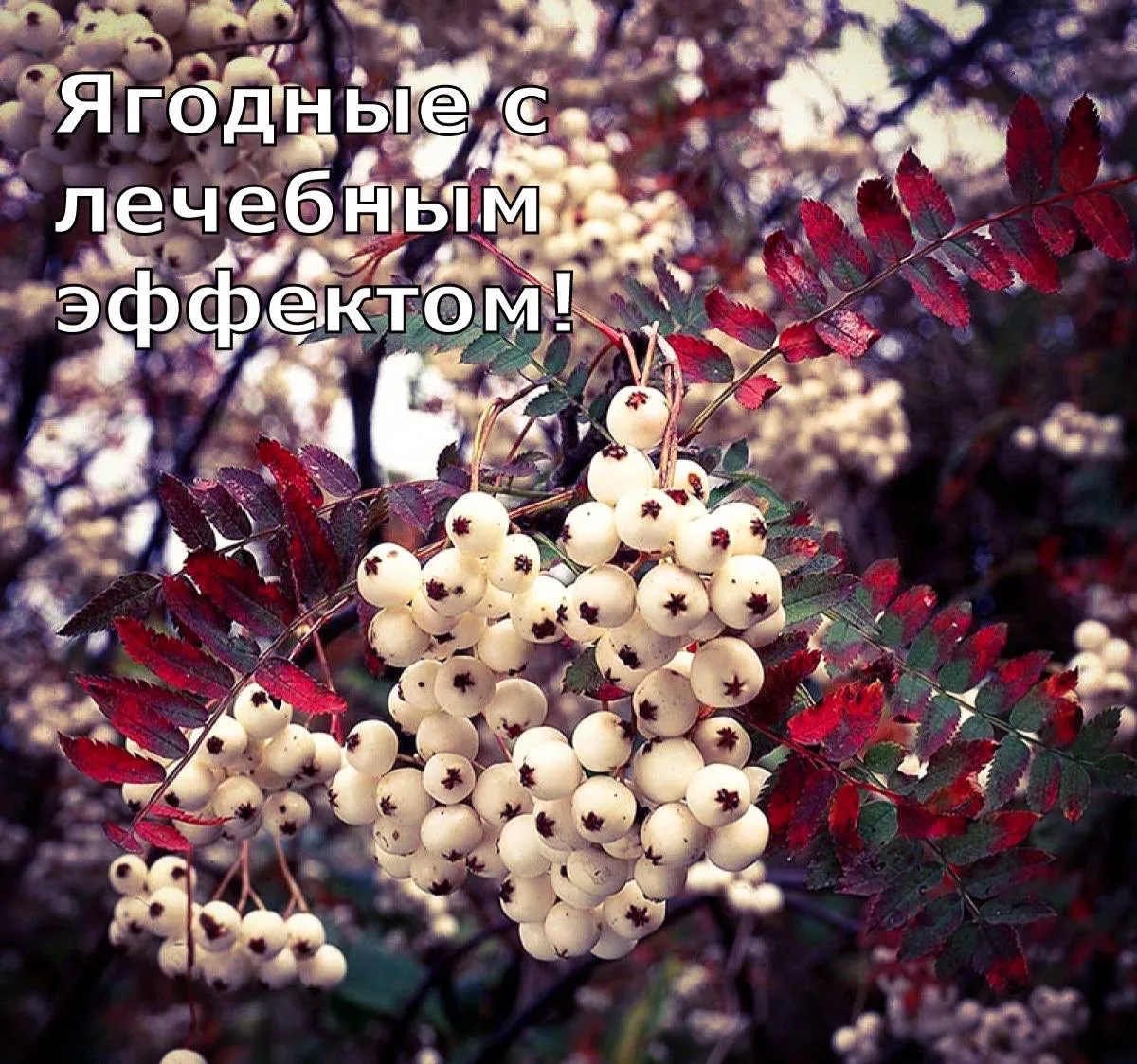 Ягодные с лечебным эффектом 🍓